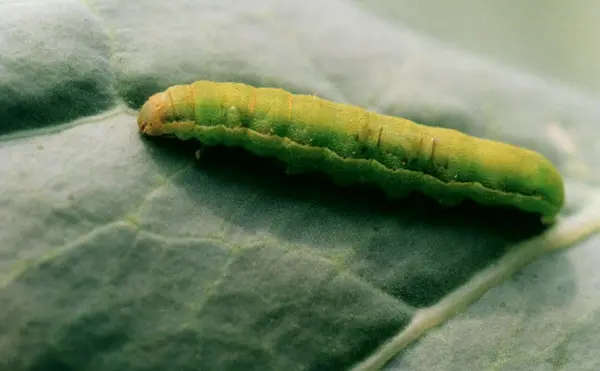 Spodoptera exigua