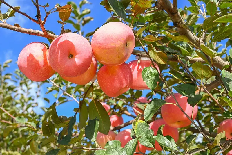 Apple Orchard Crop
