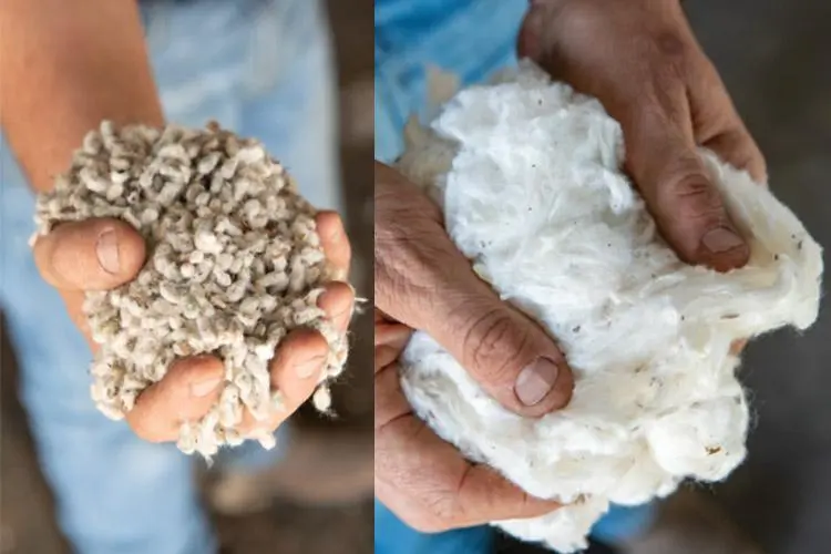 High grade clean cotton fiber quality comparison