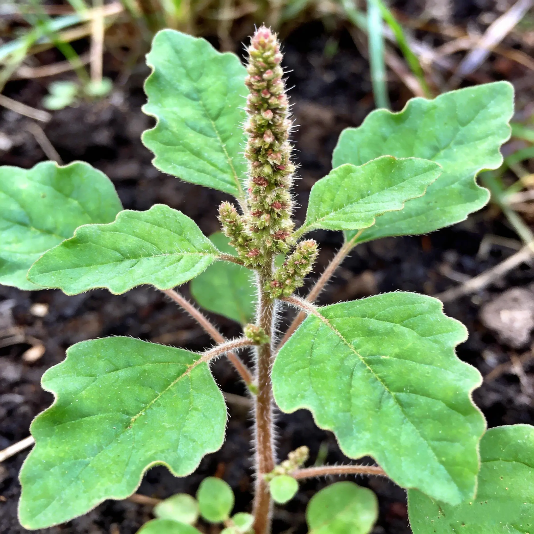 Broadleaf Weeds
