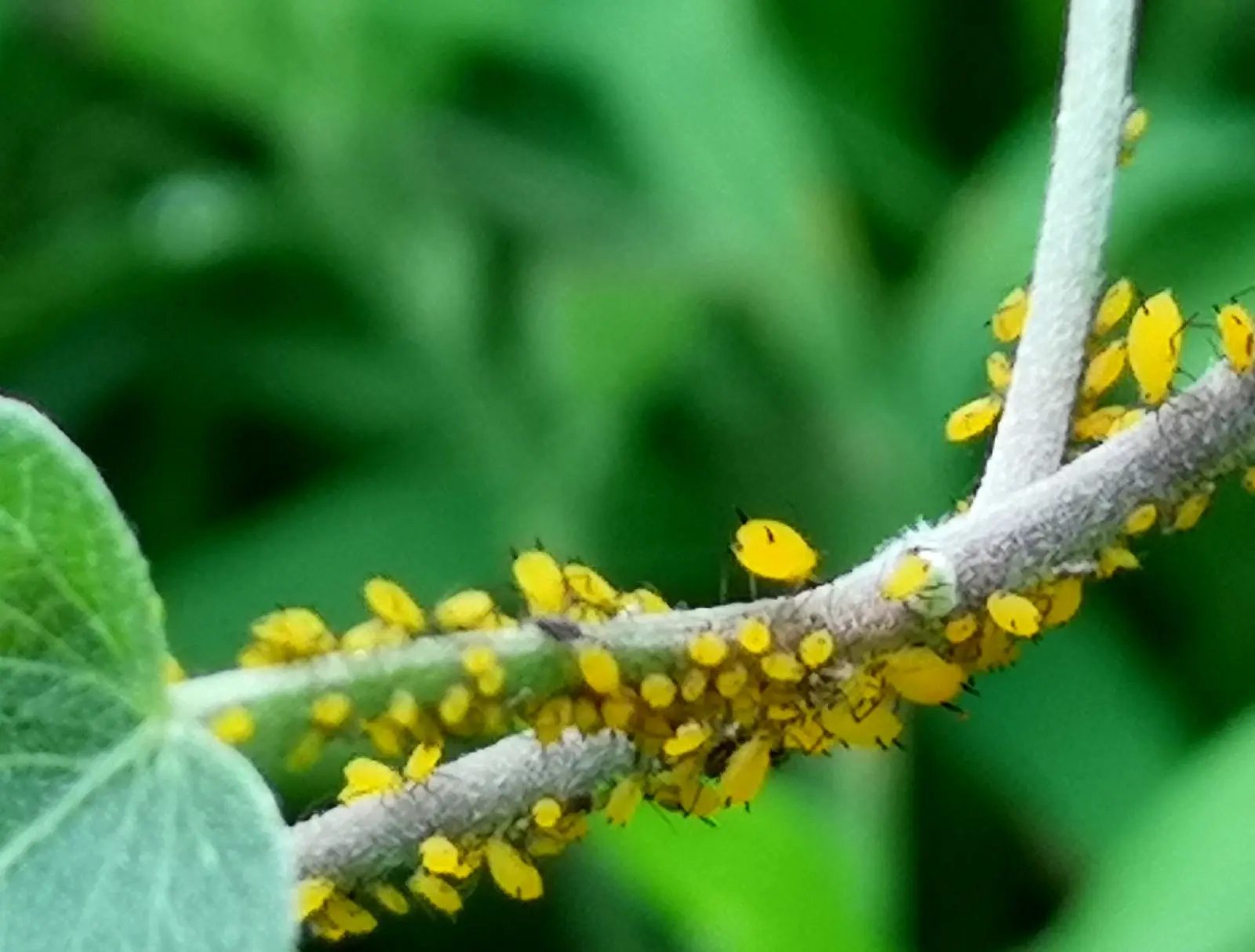 Aphids Control