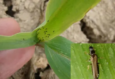 Thrips