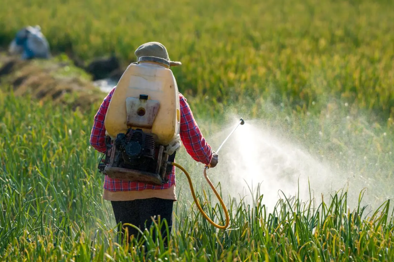 Herbicide effect
