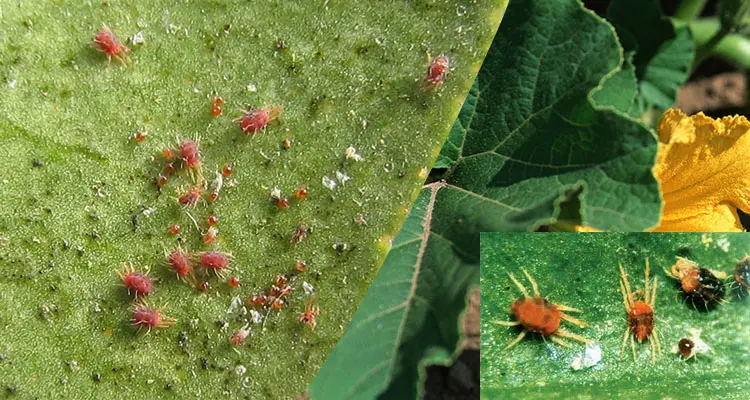 Crop mites and pests
