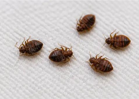Bed Bug Control