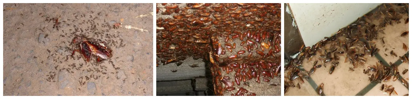 Fipronil Application Overview
