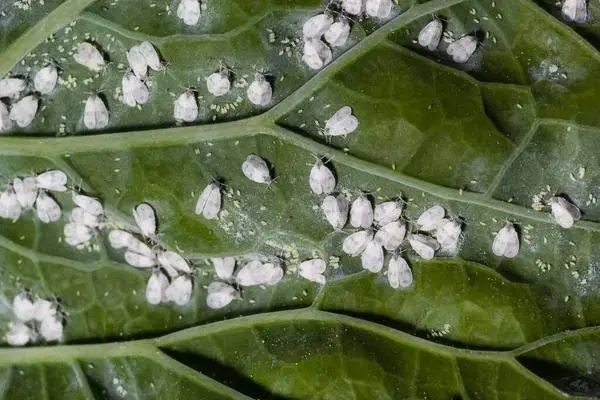 Whiteflies Control