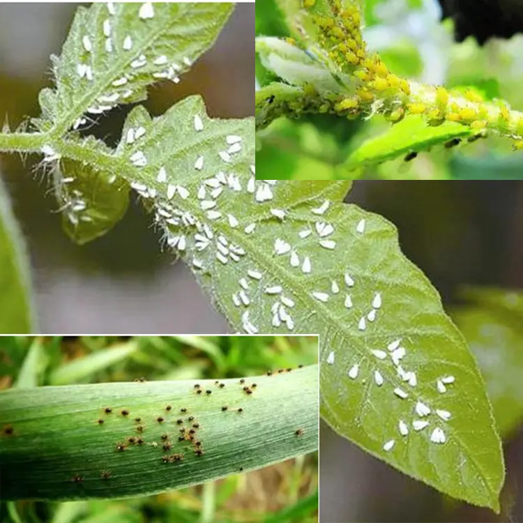 China pestisit kimyasal organic agricultural pesticides Acaricide 20%WP Pyridaben Quotes, Manufacturer