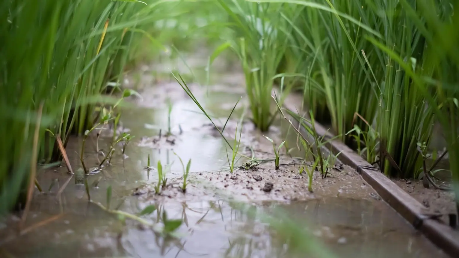 Rice field weed control