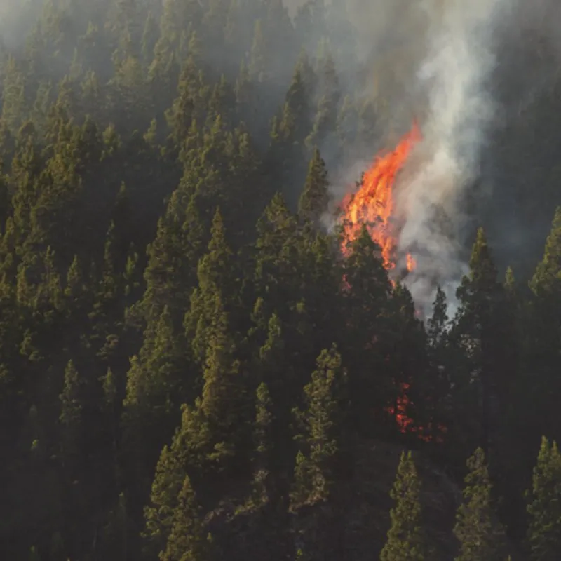 Forest Fire Prevention