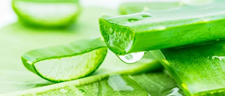 Aloe Vera Lotion Application