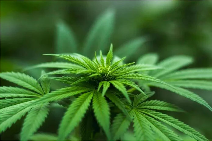 Hemp Plant