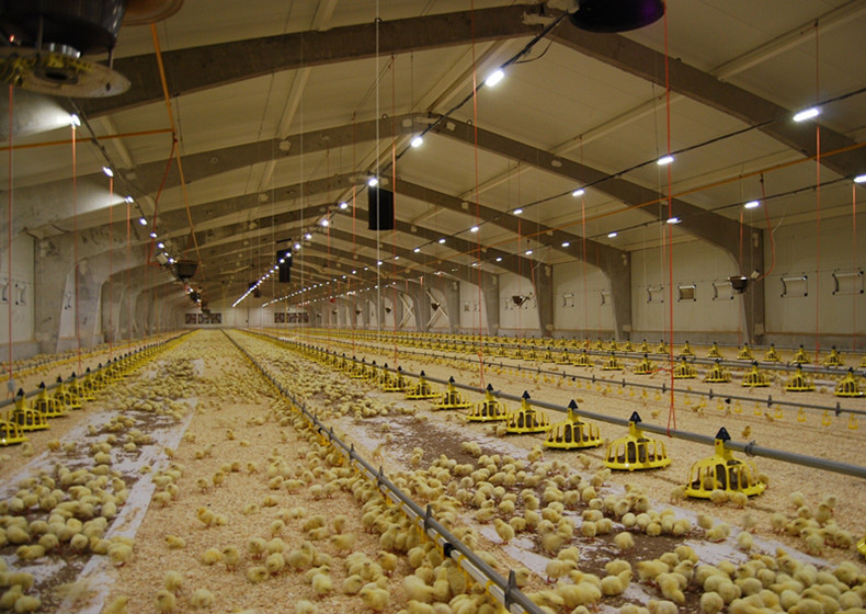 Poultry House Construction