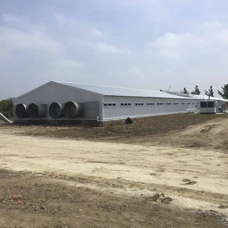 Chicken Farm Building Durable Steel Structures for Efficient and Eco-Friendly Agriculture