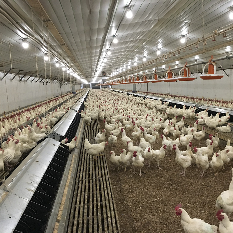 Chicken Farm Building Durable Steel Structures for Efficient and Eco-Friendly Agriculture