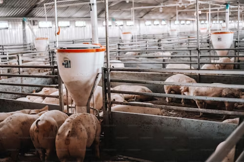 Reliable Low Cost Steel Structure Prefabricated Pig House Livestock Farm for Modern Agriculture