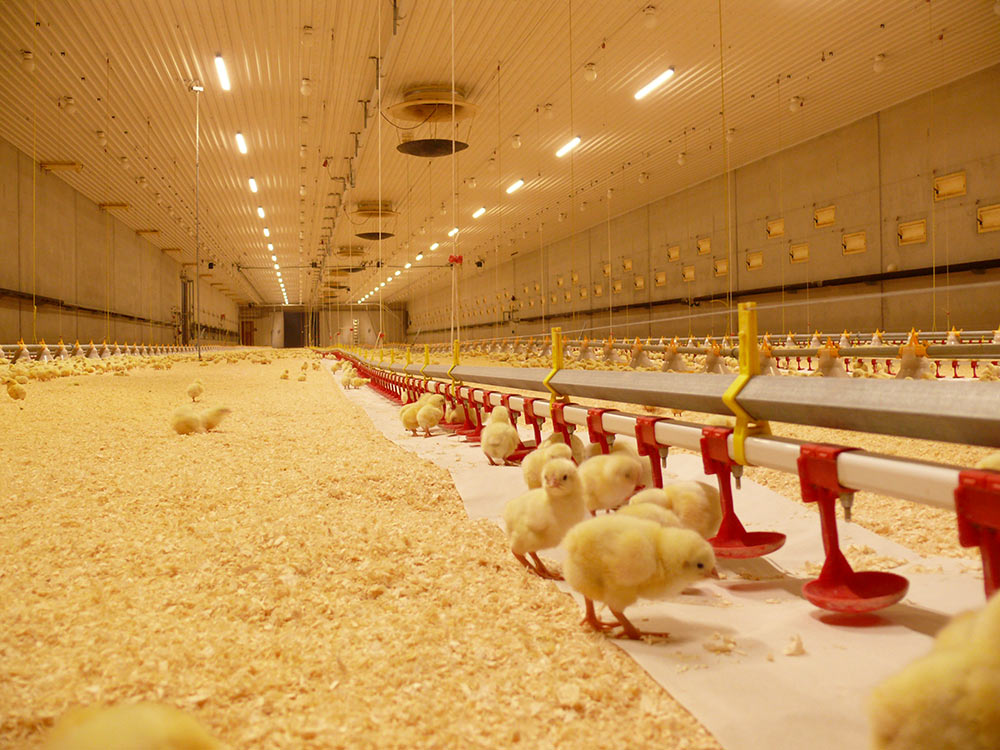 Poultry Shed Interior