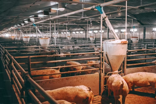 Reliable Low Cost Steel Structure Prefabricated Pig House Livestock Farm for Modern Agriculture