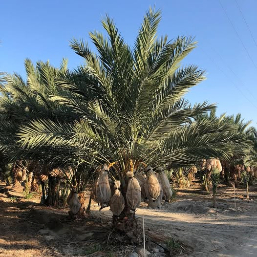 Saco de Malha para Cacho de Datas Estabilizado com UV para Produtores de Datas Medjool do Deserto