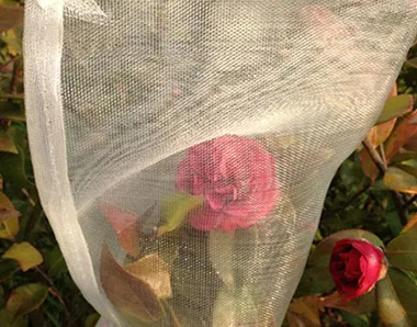 Proteção de Frutas 1