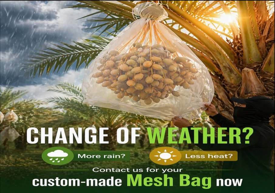 Saco de Malha HDPE Estabilizado UV para Proteção de Frutos de Palmeira Medjool