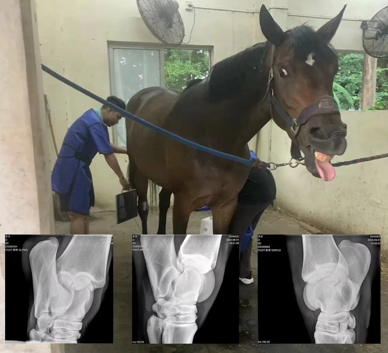 1.8kw Portable X-ray Device Light Weight Portable Vet X-ray System