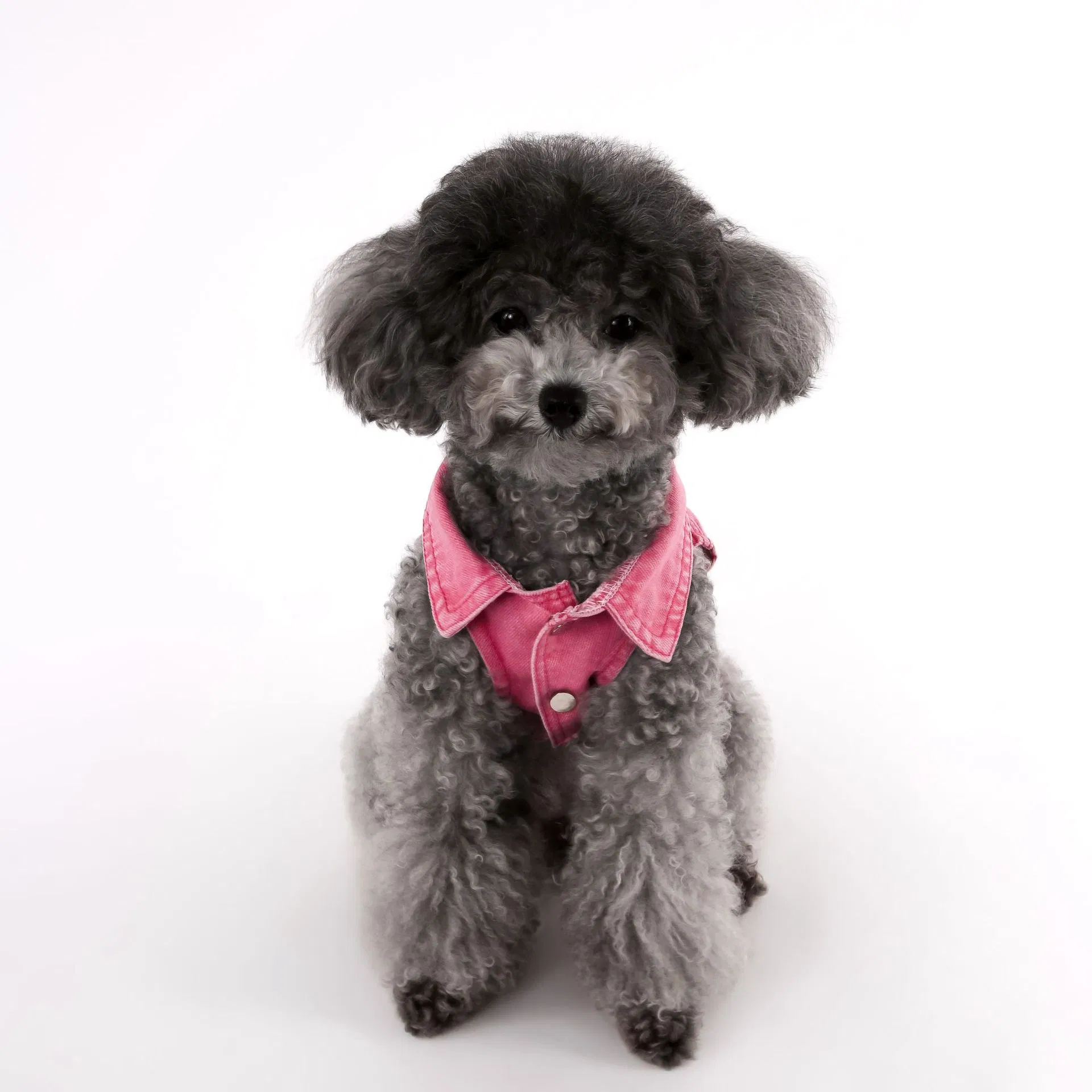 Jaqueta de Denim Lavado para Cachorro, Casaco Estiloso para Pomeranian, Roupas para Animais de Estimação