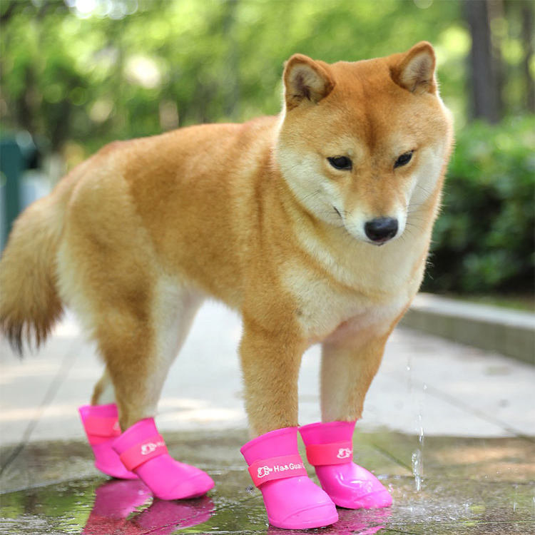 Roupas para animais de estimação transparentes e impermeáveis EVA para atividades ao ar livre, capa de chuva para cães