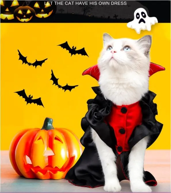 Detalhe roupa gato Halloween