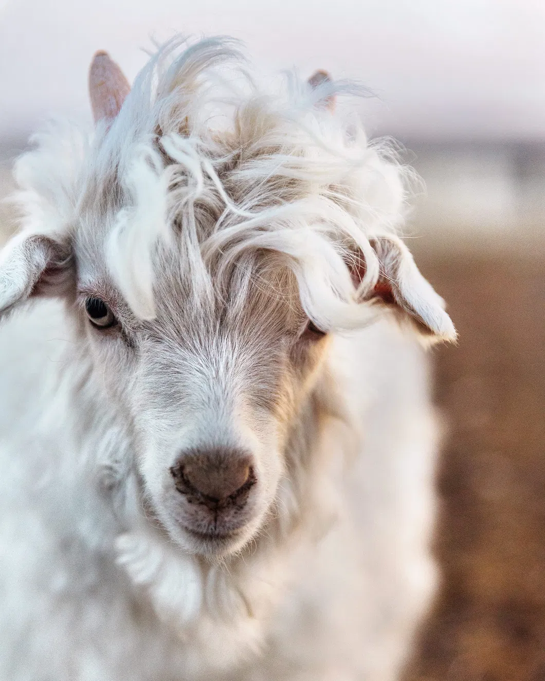 Caxemira Cruelty-Free