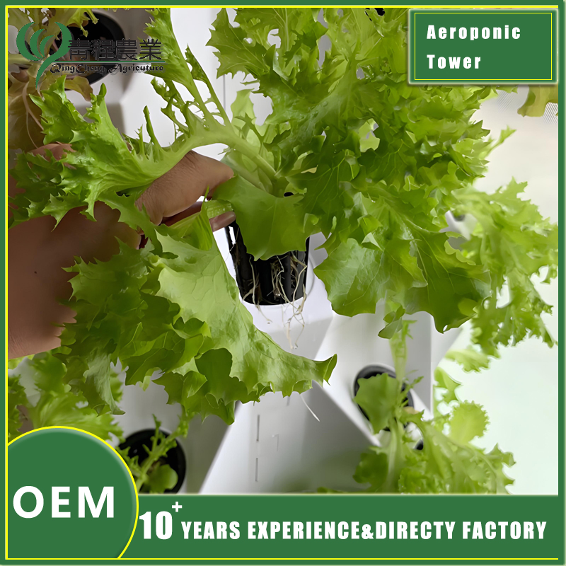 Urban Hydroponic Pineapple Growing Kit for Indoor Gardens