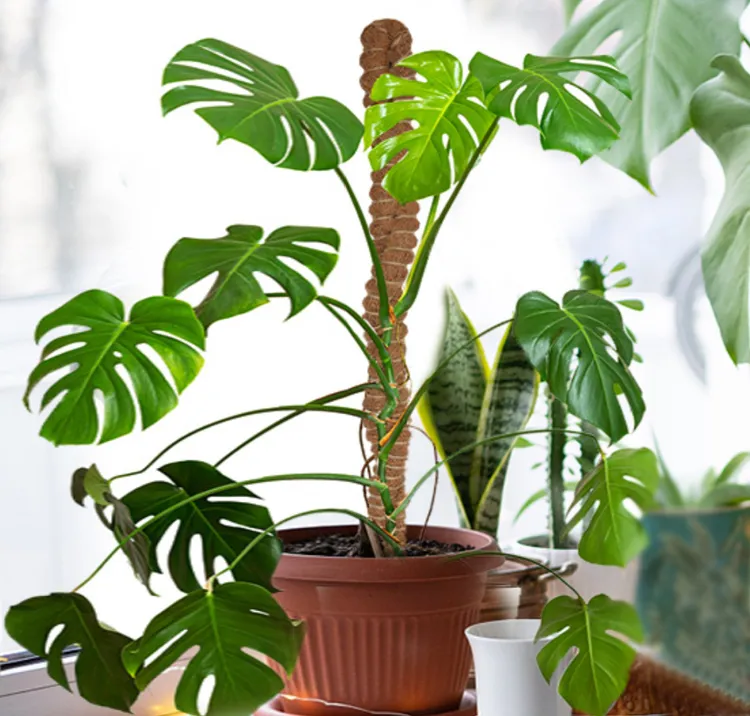 Plant Support Detail 6