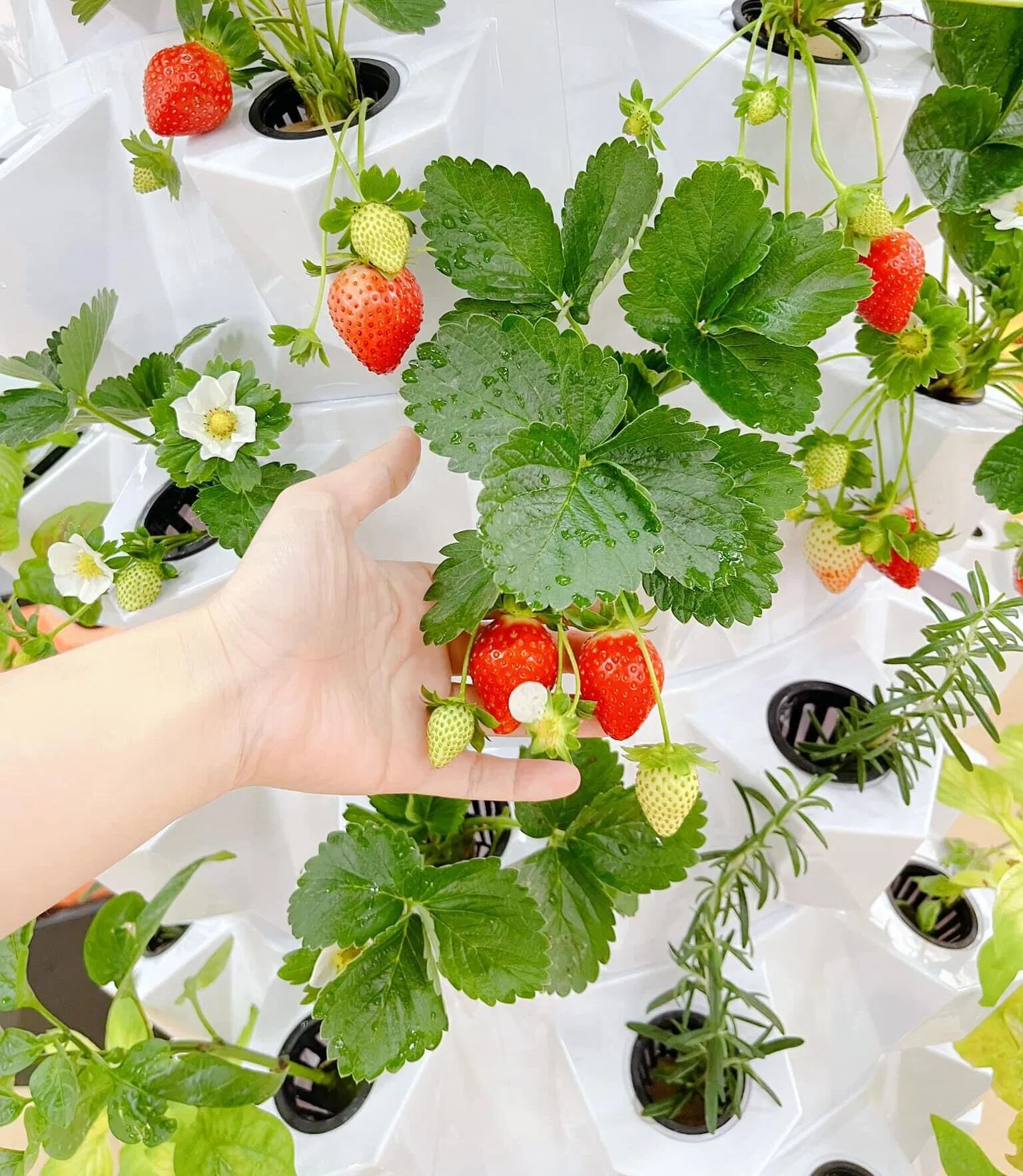 Aquaponics Tower System Garden Hydroponic Tower Gardening Kit