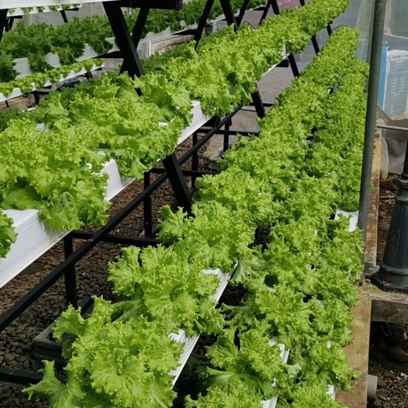 Water Culture Vertical Hydroponic Gardening Nft Hydroponic Kit