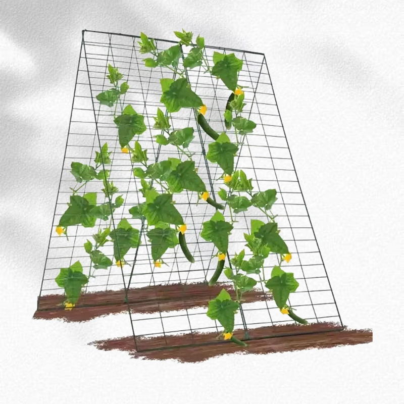 Easy to Install Garden Trellis Support for Climbing Plants Such as Long Bean Cucumber and Tomato Flowers