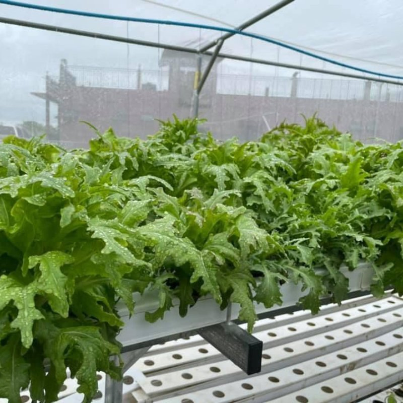 Vertical Hydroponic Gardening Kit Nft Hydroponic Gardening Grow Farming