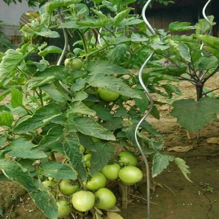 Tomato Support Rod View 2