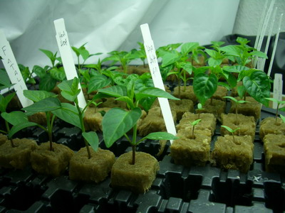 Mineral Wool Cubes Stone Wool Starter Grow Cubes for Cuttings, Cloning, Plant Propagation, Seed Starting