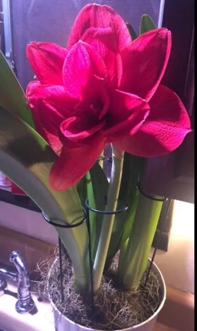 Plant Support Stakes