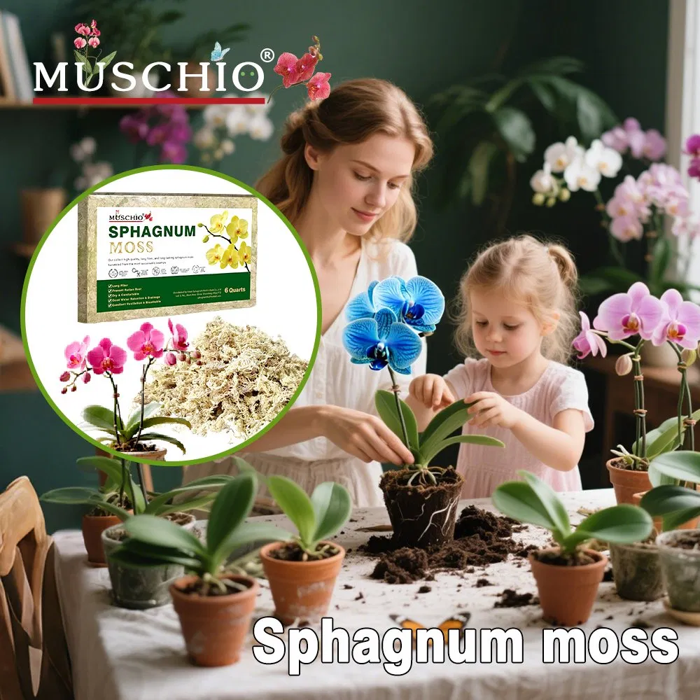 Sphagnum Moss Detail