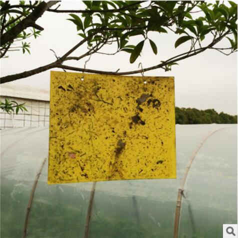 Sticky Paper Trap to Control Agriculture Pests