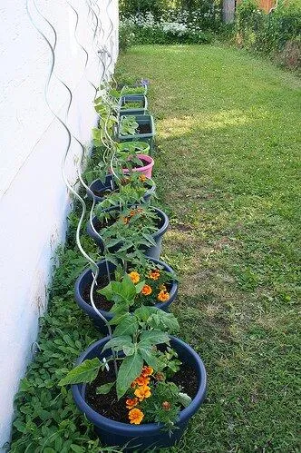 Tomato Spiral Plant Support