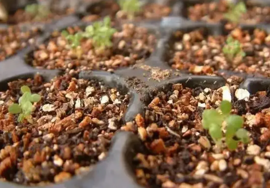Seed Starting Vermiculite