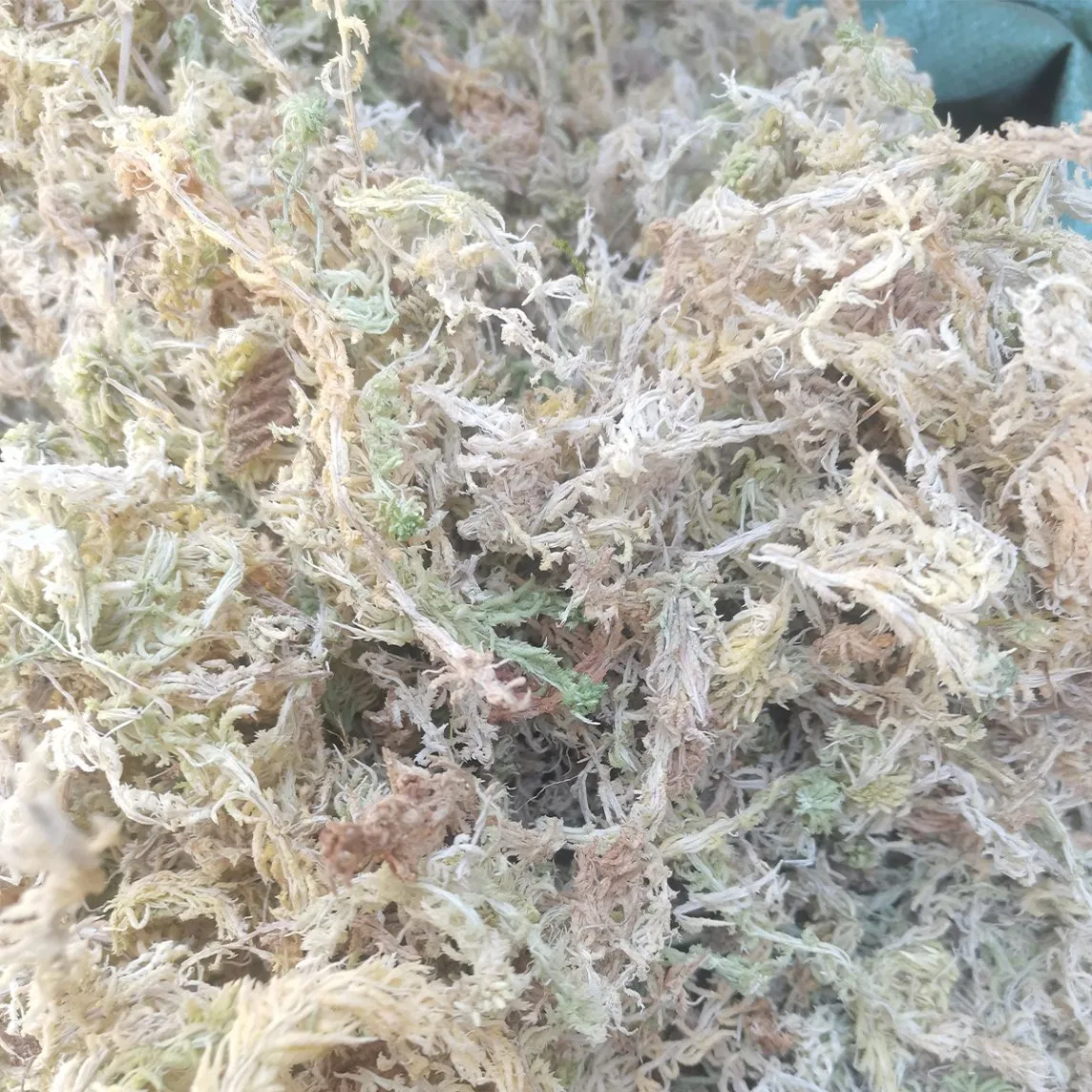 Cheap Sphagnum Moss for Seed Starting, Bulk Quantity From Reliable Factory