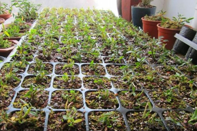 Plastic Seed Starting Grow Germination Seedling Tray for Vegetables Nursery