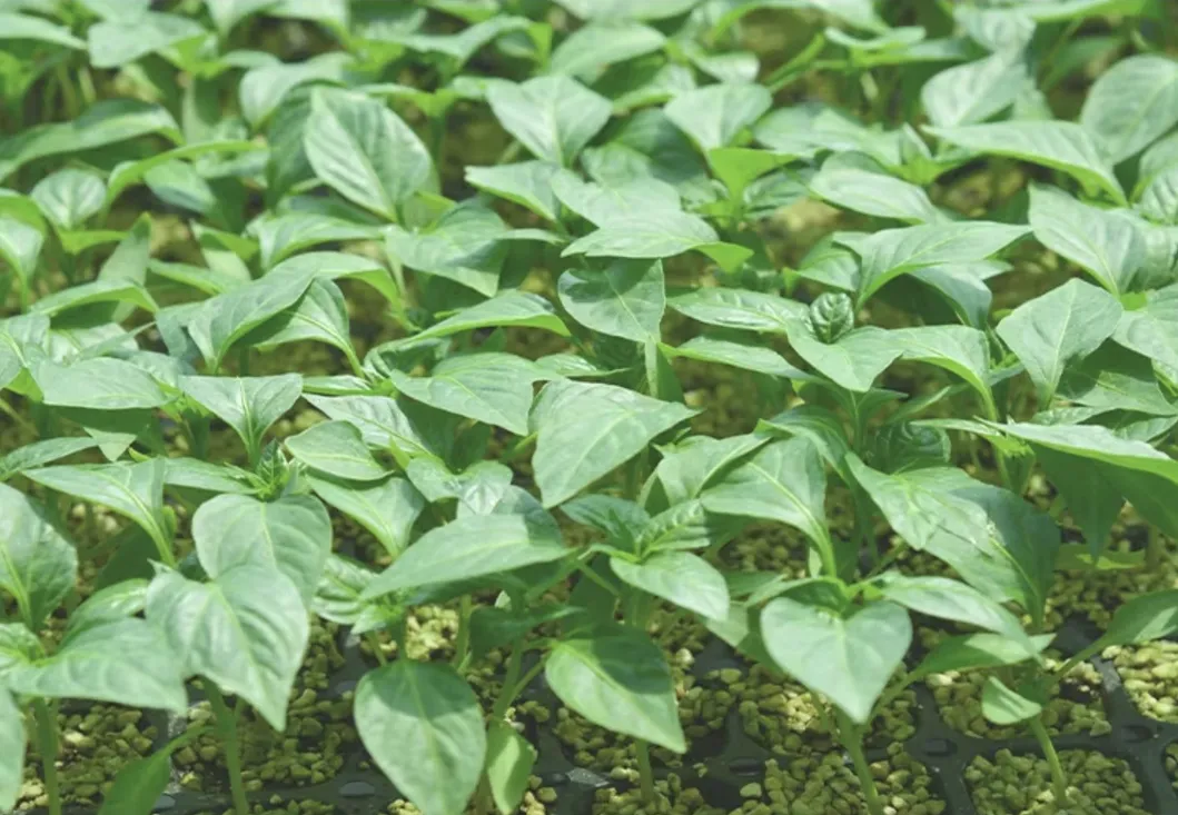 Seedling Tray Detail 16