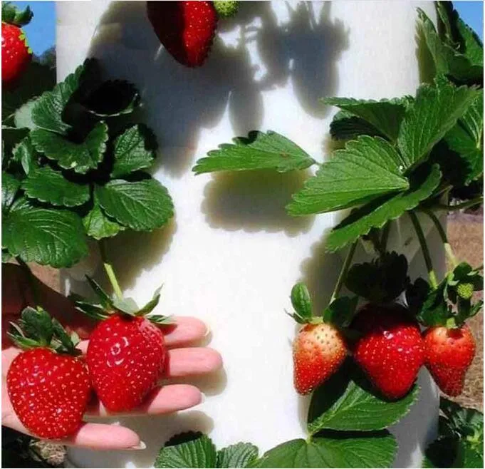 Hydroponic System Components