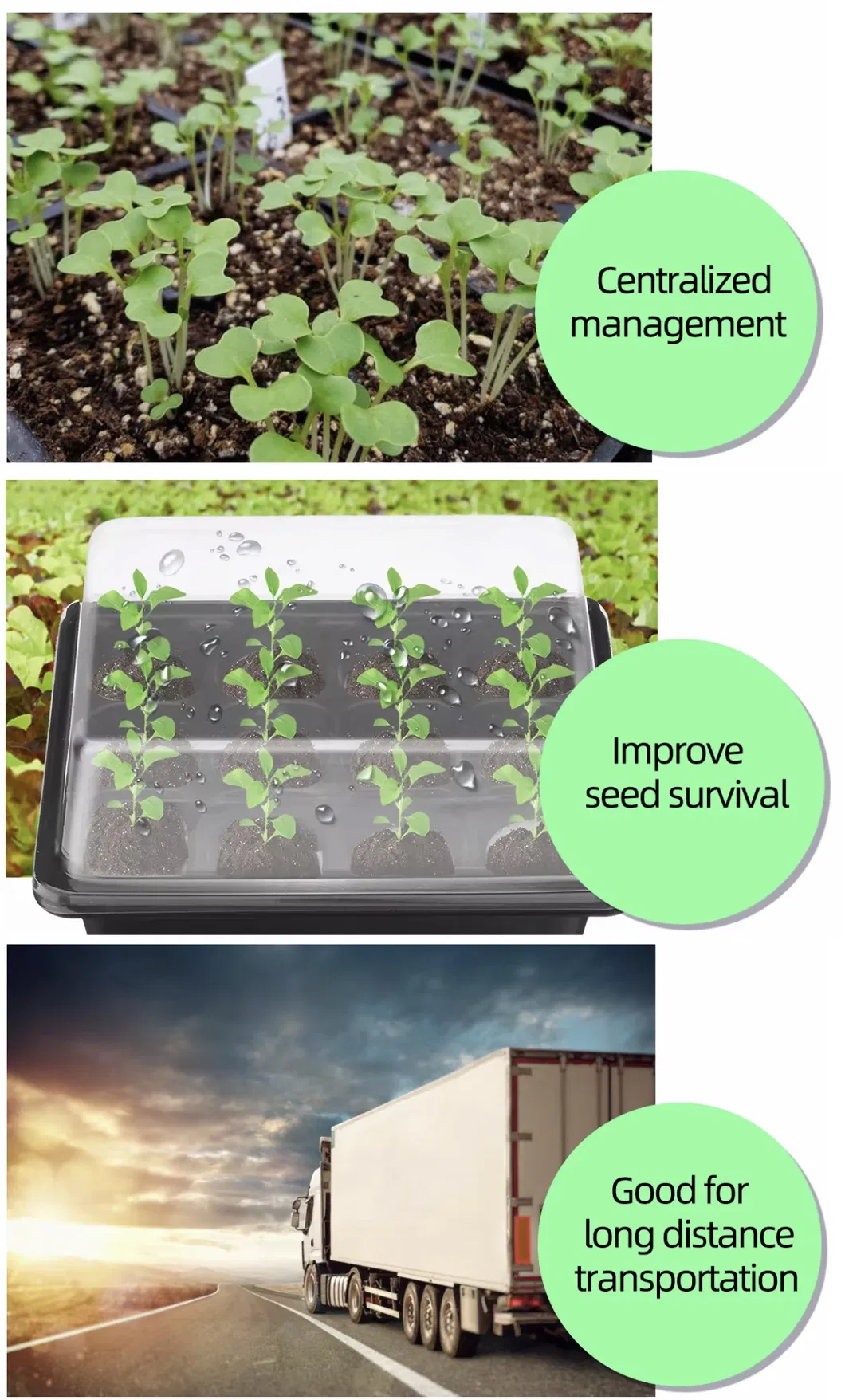 Seedling Tray Detail 17