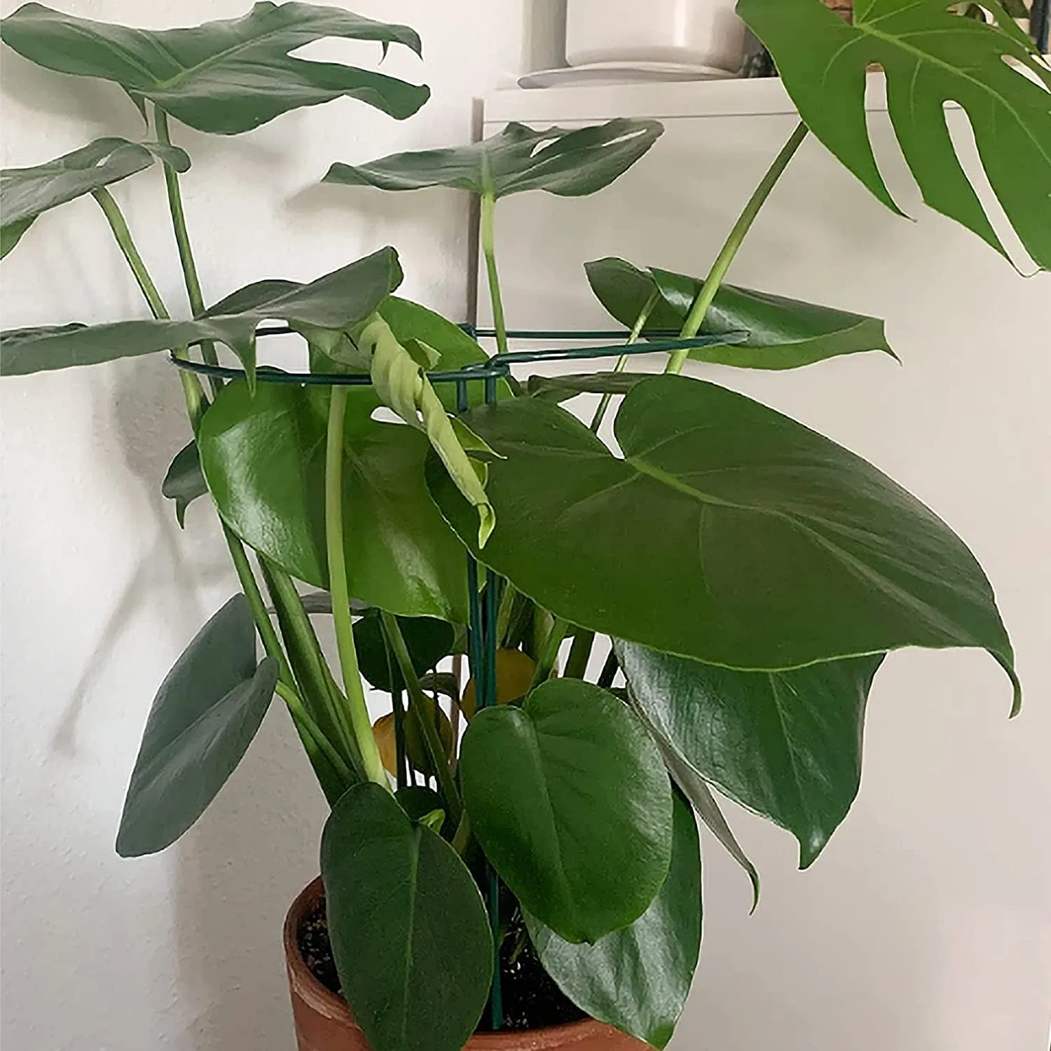 Plant Support Stakes, High Half Round Metal Garden Plant Stake, Plant Support Ring, for Tomato, Rose, Vine