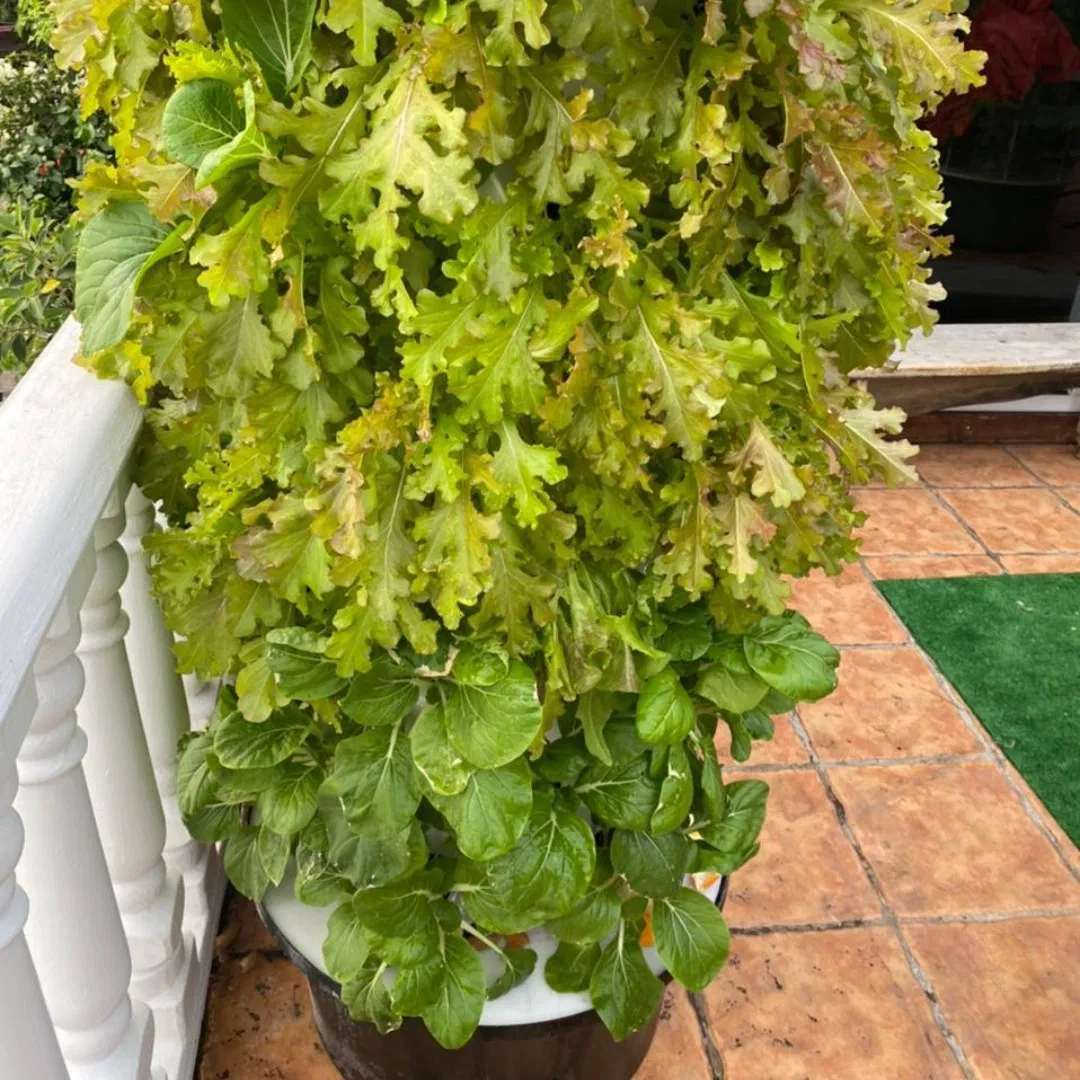 Garden Greenhouses Garden Tower Lettuce Nft Hydroponic Tower Gardening Kit